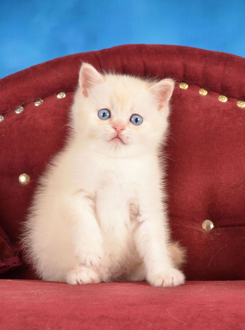 Ekler Scottish Straight male red golden shaded pointed live animals