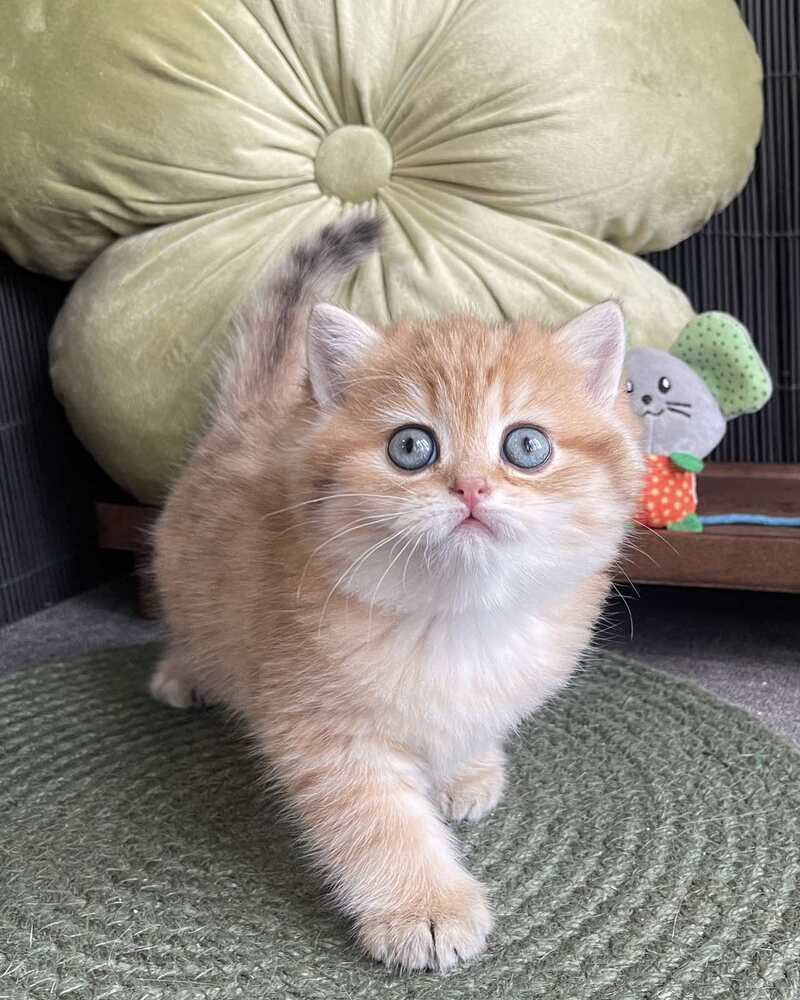 Winny British Shorthair male black golden spotted tabby - live animals