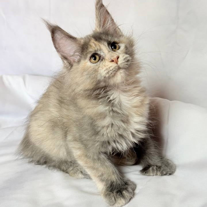 Livia Maine Coon polydactyl 6x6x6x6 female, blue tortie silver