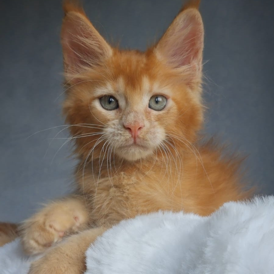 Princ Maine Coon male, red