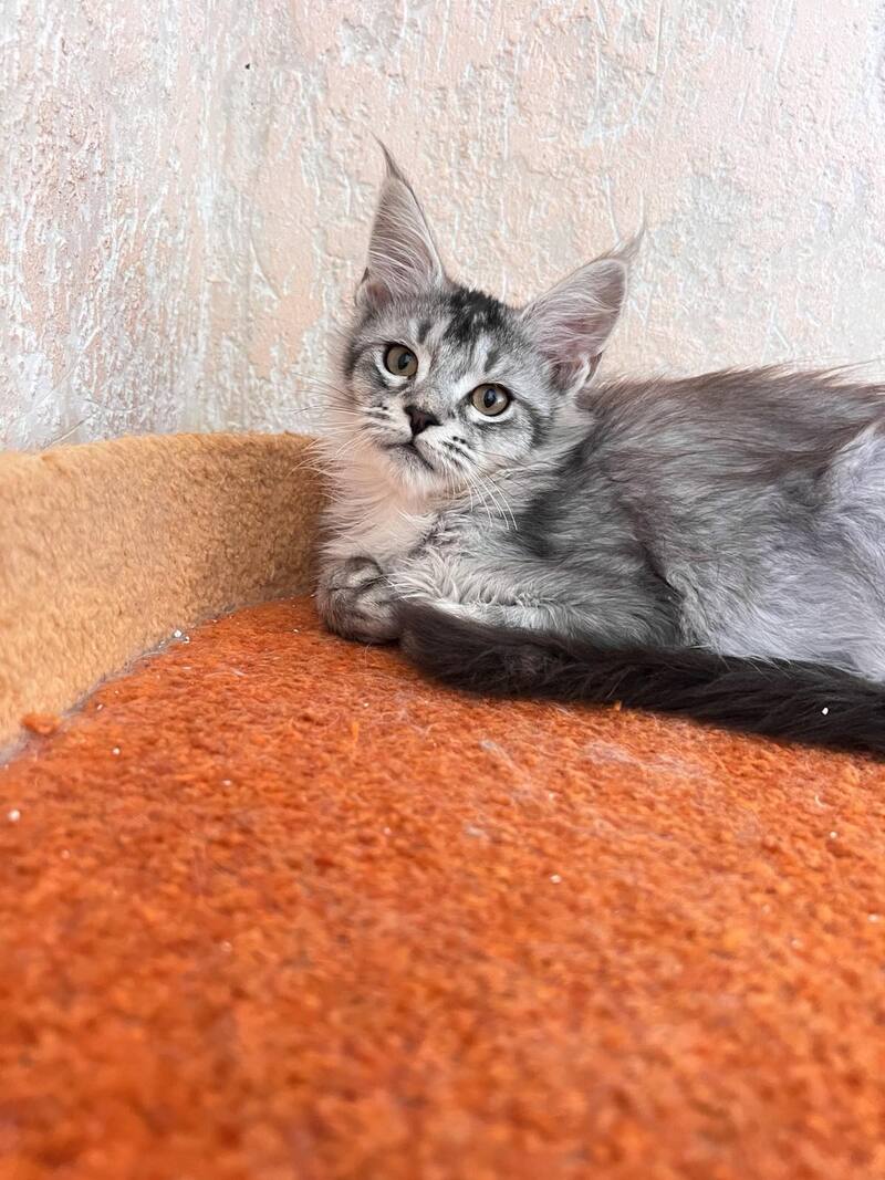 Zabrina Maine Coon female, black silver ticked tabby