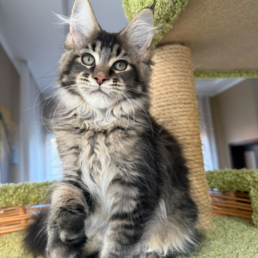 Ilyusha Maine Coon male, black tabby