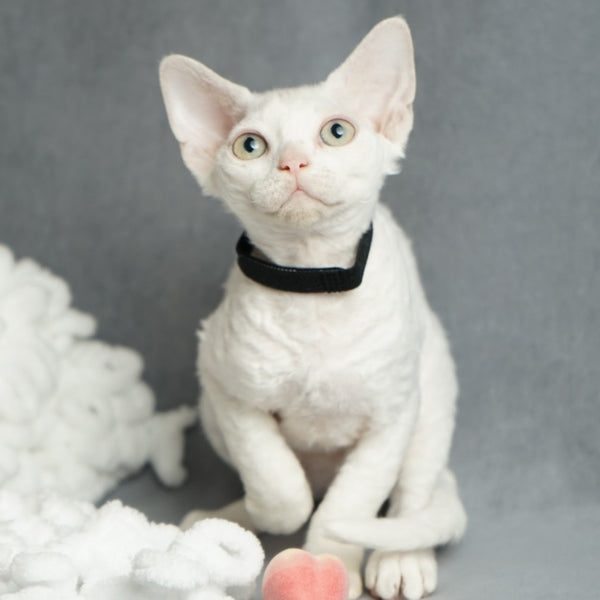 Nika Devon Rex female, white