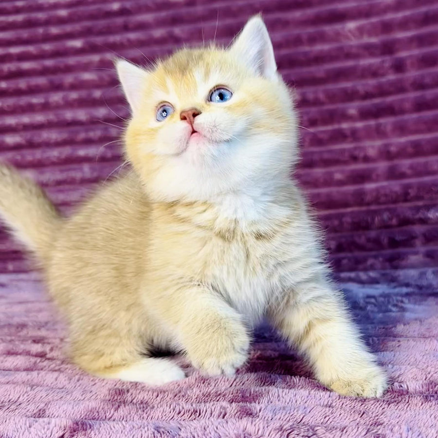 Eden British Shorthair female, cinnamon golden shaded with white