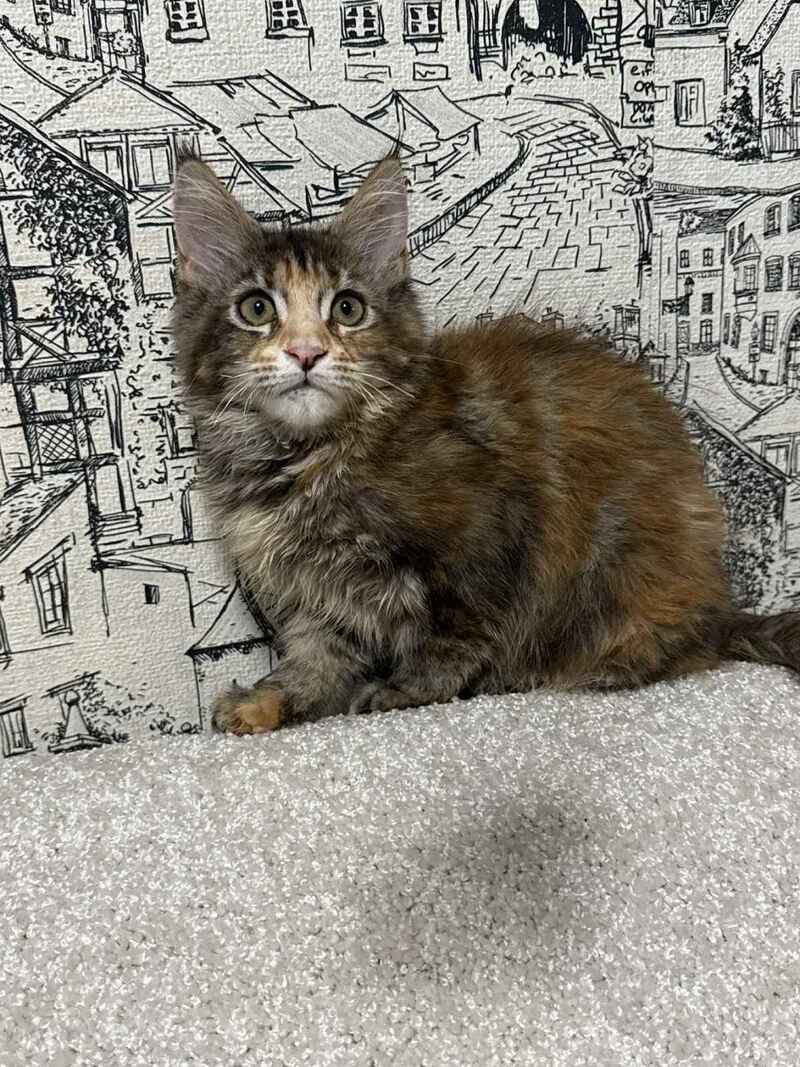 Fima Maine Coon female, black tortie tabby