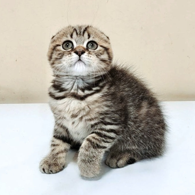 Lola Scottish Fold female, black spotted tabby
