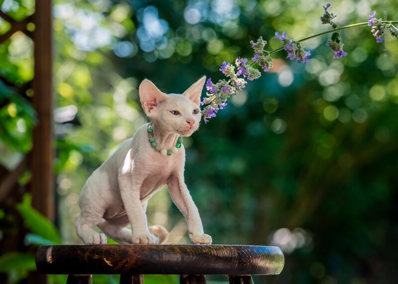 Ice Berry Devon Rex male red pointed - live animals