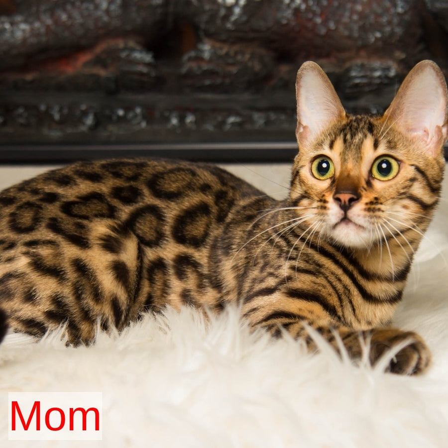 Newton Bengal male, black spotted tabby