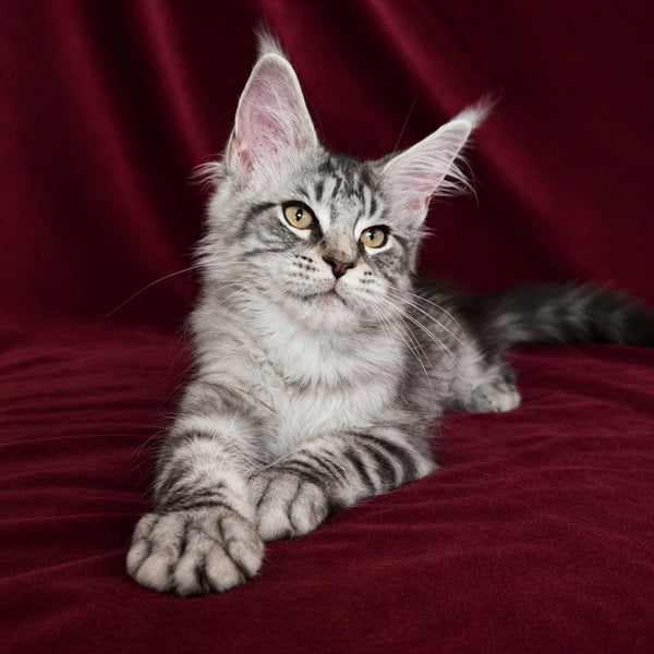 Ivory Maine Coon male, black silver tabby