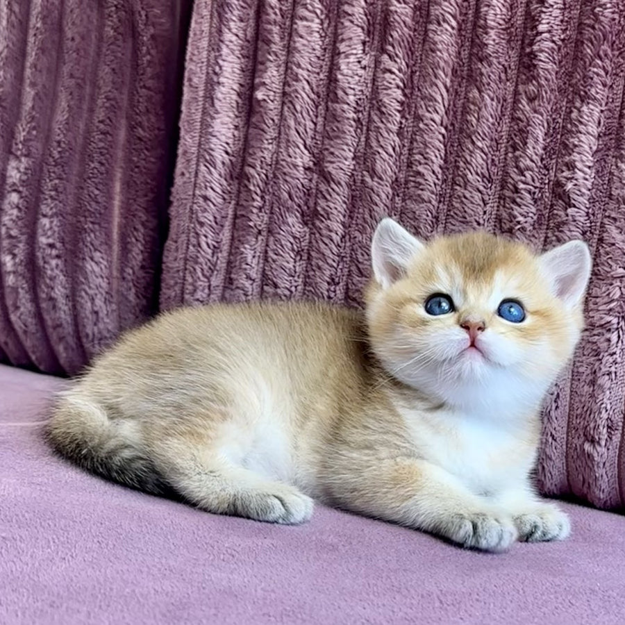 Infinity Star British Shorthair female, black golden shaded