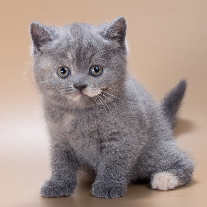 Queenie British Shorthair male, blue tortie
