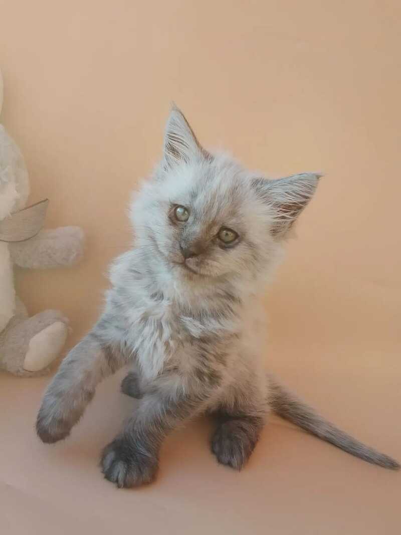 Egor Maine Coon male black silver - live animals