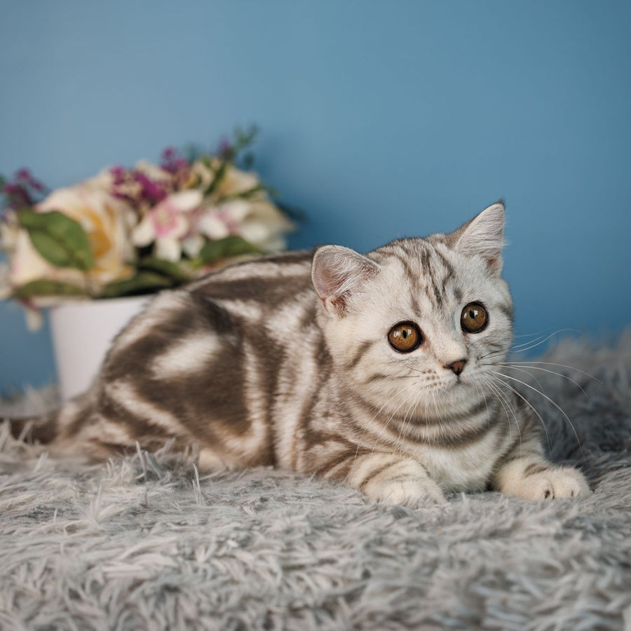 Yara Scottish Straight female, black silver tabby
