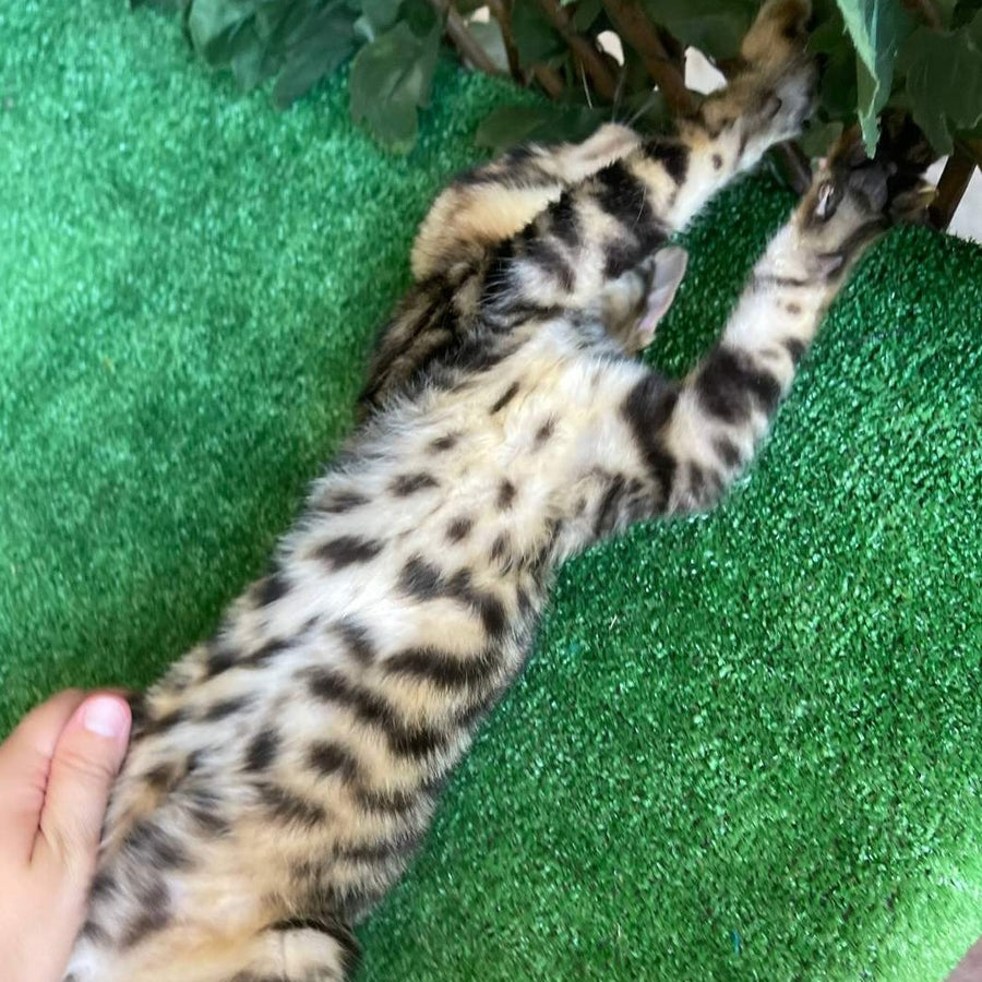 Ugo Toyger male, black tabby
