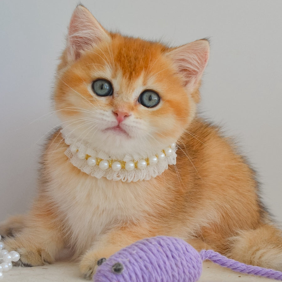 Iona British Shorthair female, black golden shaded