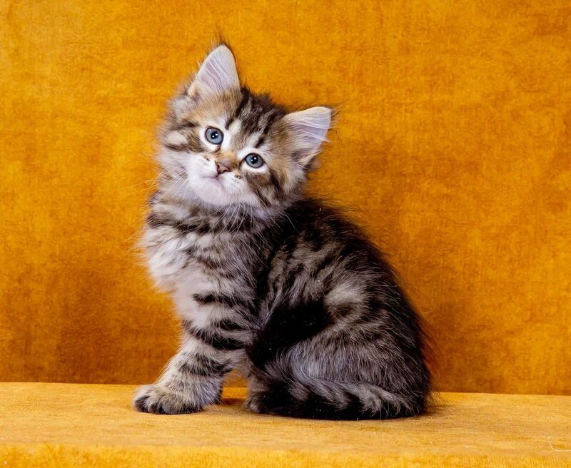 Gefest Siberian male, black spotted tabby