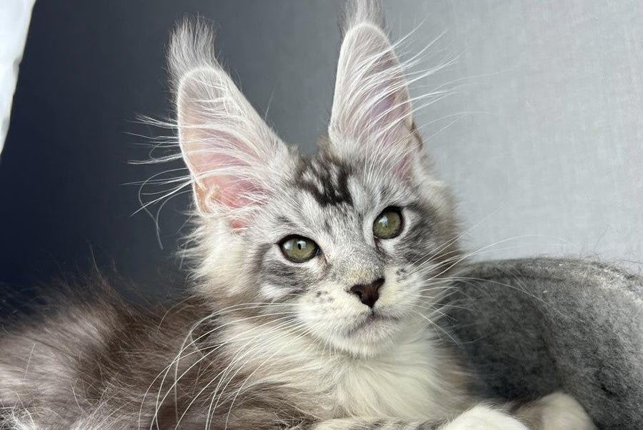 Lovejoy Maine Coon male black silver tabby with white live animals