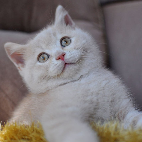 Stepashka British Shorthair male, cream