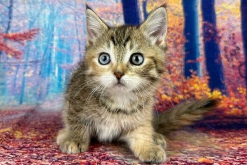 Zlata Munchkin female, black tortie spotted tabby with white