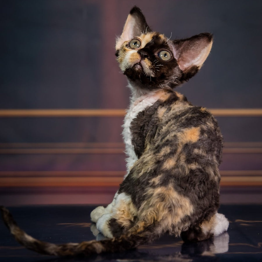 Karmen Devon Rex female, black tortie bicolour