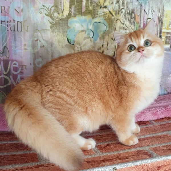 Lyuska British Shorthair female, black golden chinchilla