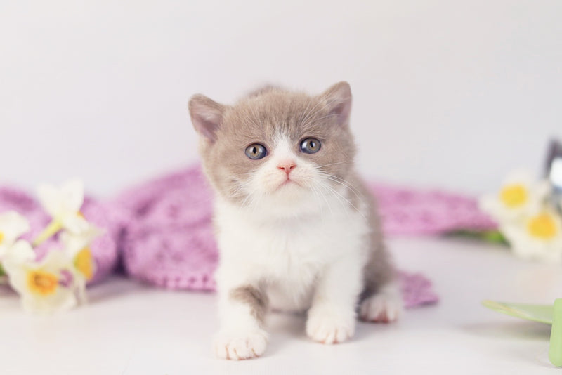 Quiana British Shorthair female lilac bicolour - live animals