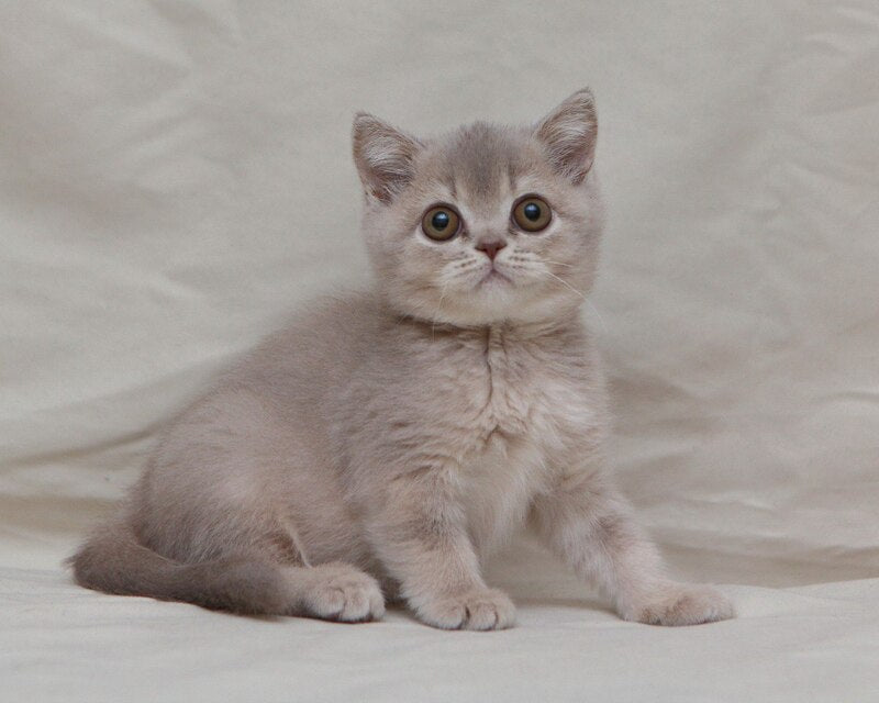 Nyasha British Shorthair female, lilac ticked tabby