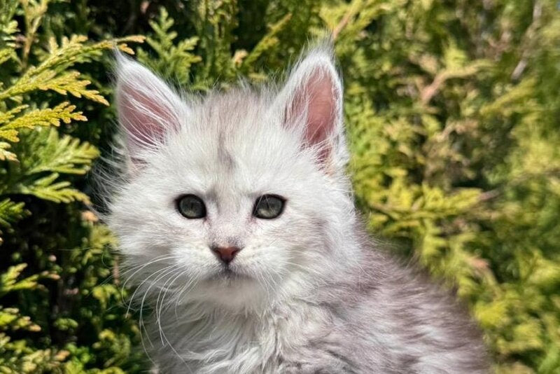Evelynа Maine Coon female black silver ticked tabby - live animals