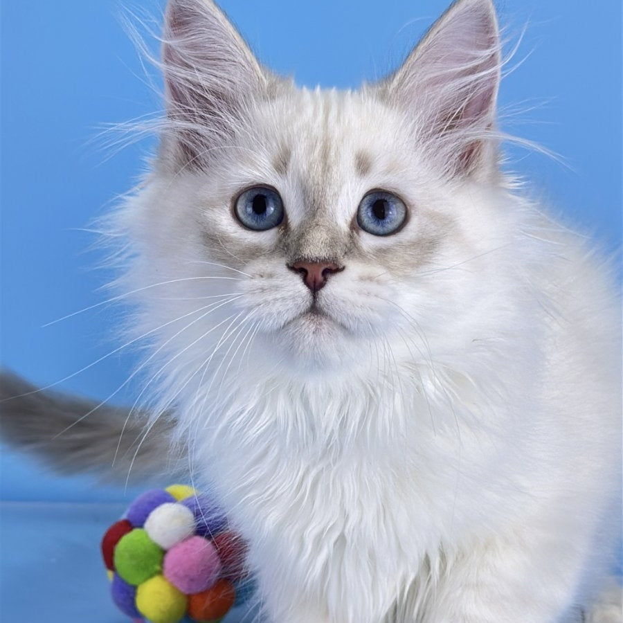 Xander Siberian male, blue tabby pointed