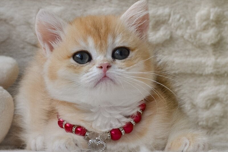 Bambi British Shorthair female, black golden chinchilla