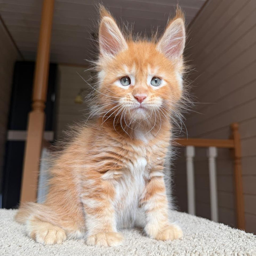 Amur Maine Coon male, red tabby with white