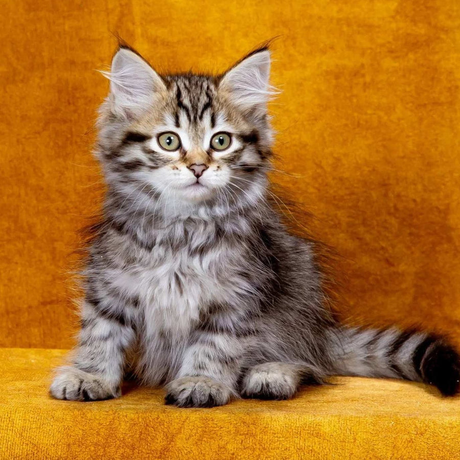 Klim Siberian male, black spotted tabby