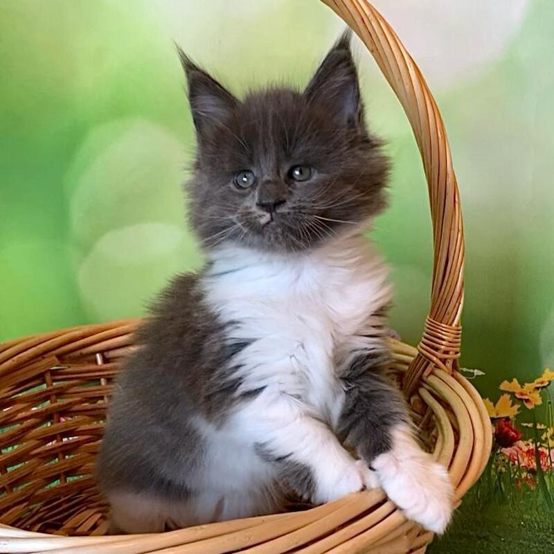 Uarkhan Maine Coon female, blue bicolour