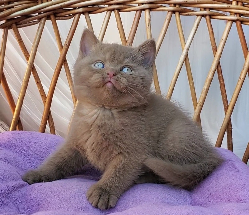 Xammer British Shorthair male, cinnamon