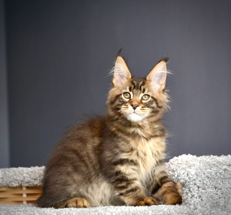 Whitewood Maine Coon male black tabby - live animals