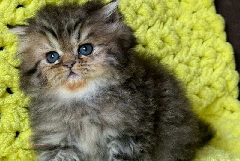 Tonya Persian female black tortie silver tabby - live animals