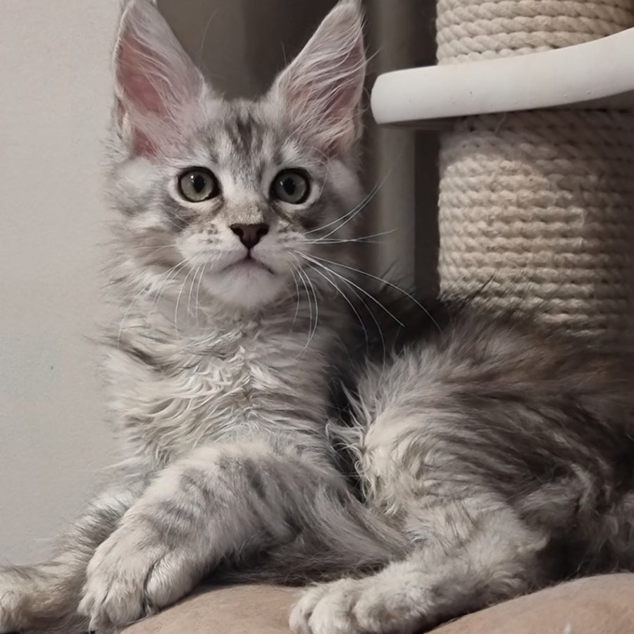 Elit Maine Coon male, black silver spotted tabby