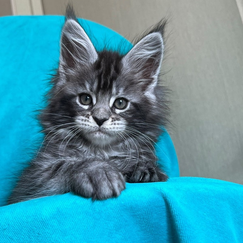 Zabava Maine Coon female, black silver tabby
