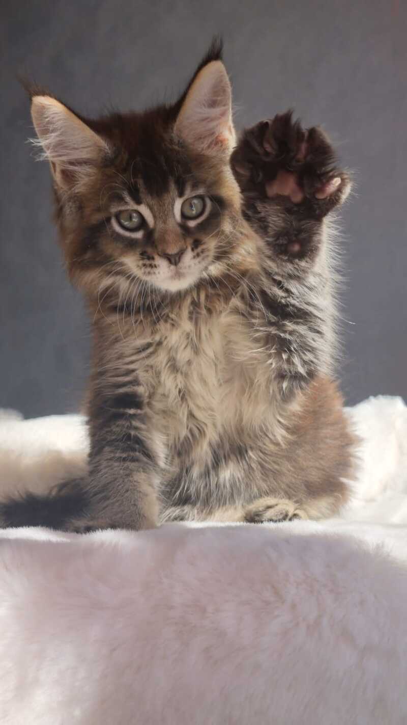 Leopold Maine Coon male black ticked tabby - live animals