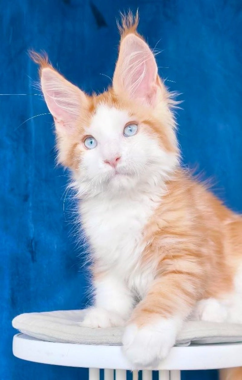 Laky Strike Maine Coon male, red bicolour tabby