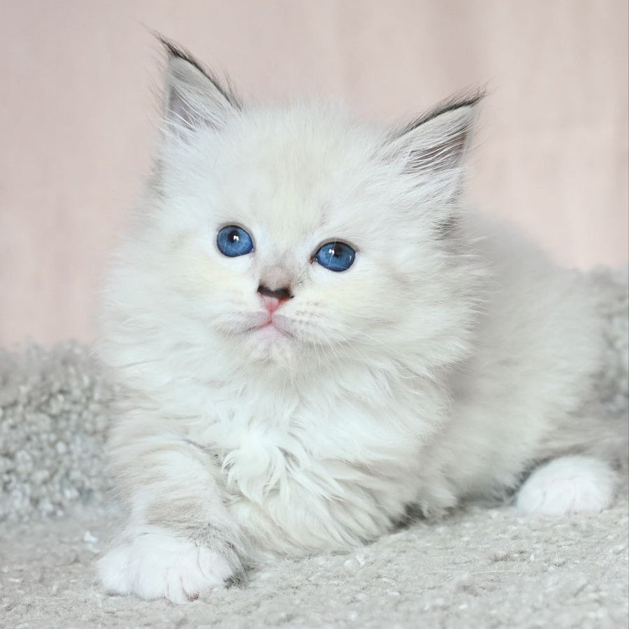Lana Siberian female, black tabby pointed with white
