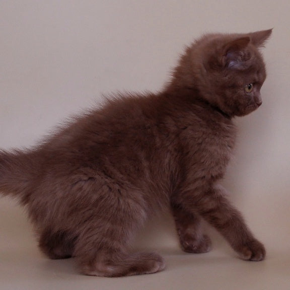 Vatson Scottish Fold male, cinnamon