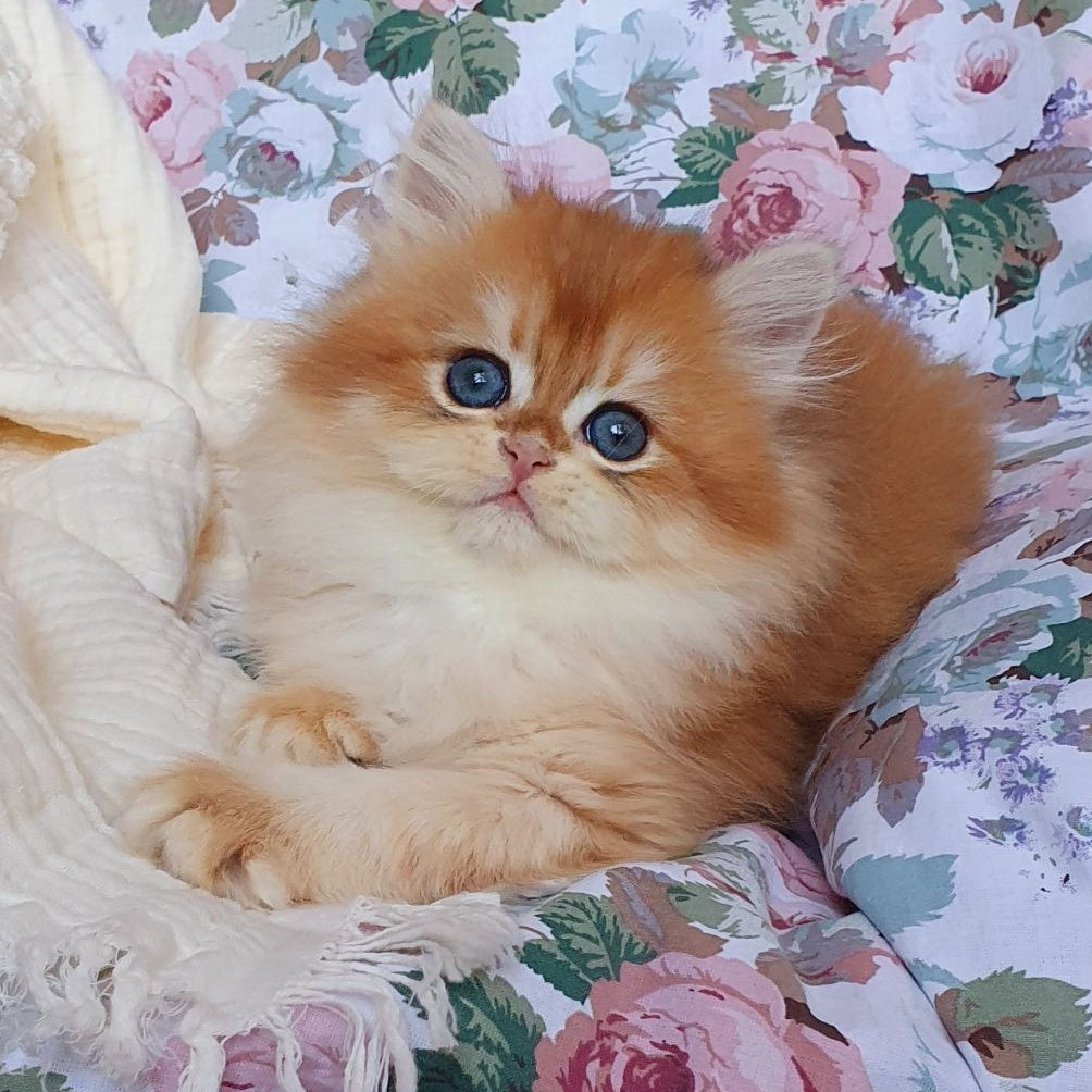 Anita British Longhair female, black golden chinchilla