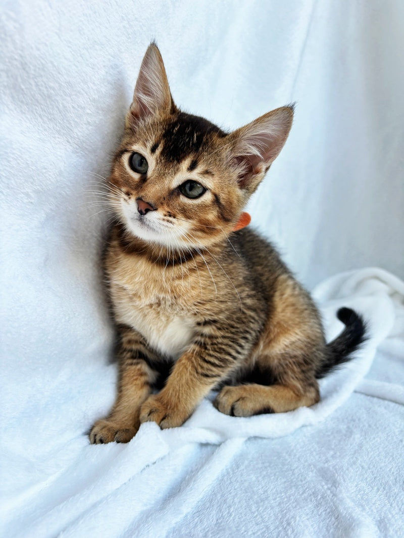 Susie Abyssinian female, ruddy