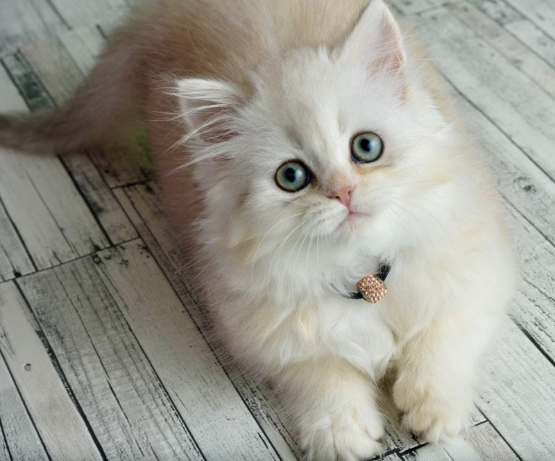 Ruby Scottish Straight female black silver shaded - live animals