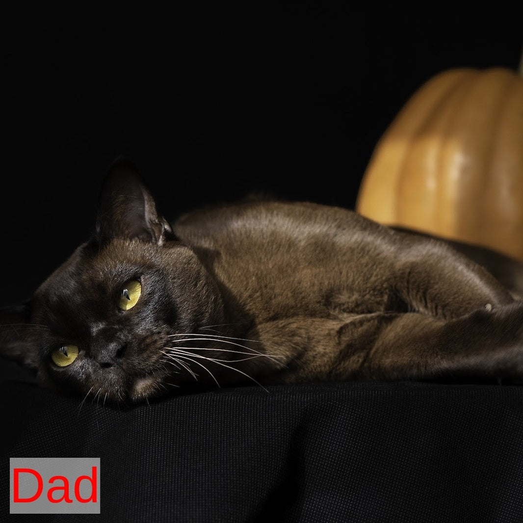 Vanessa Burmese female, chocolate