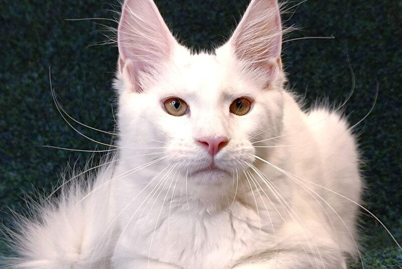 Jenna Maine Coon female, white