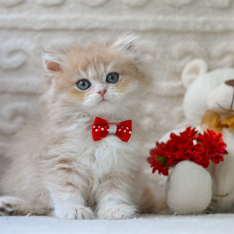 Elio British Longhair male, blue golden shaded