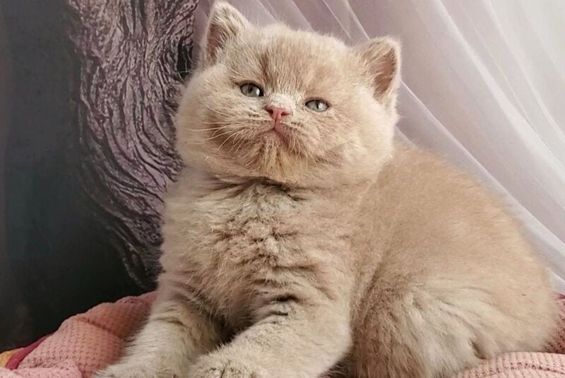Umka British Shorthair male, fawn