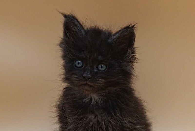 Isabelle Maine Coon female black silver live animals